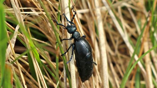 Meloe proscarabaeus